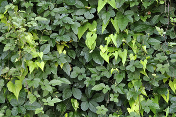 たくさんの葉っぱ