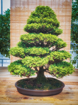 miniature green bonsai tree in iterior. chamaecyparis obtusabonsai