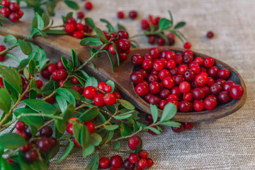 Berries of red lingonberry in a wooden spoon, along with twigs, on a table.