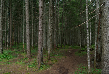 Obraz premium spacer po lesie świerkowym