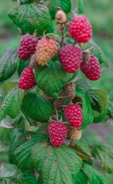 organic ripe red raspberries on the bush, cultivation, garden,food