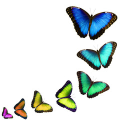A postcard with colorful butterflies isolated on white background. The butterflies fly one by one in a curve, look like fluttering in, zoom in and change color. Copy space for text.