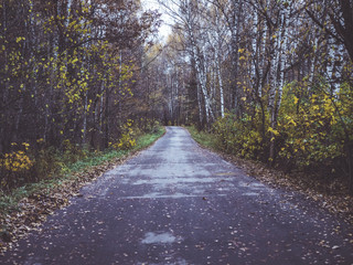 autumn forest road
