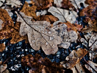 Water drops and fallen leaves