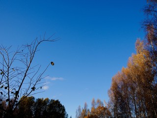 Autumn colours, Helsinki, Finland