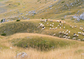 flock of sheep on the slopes of the hill