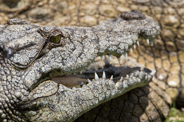 crocodile_1