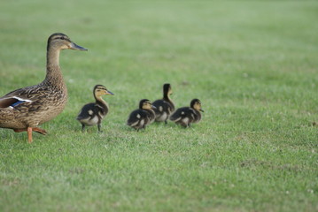 Ducks Walking on Grass
