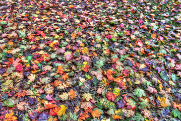 A Carpet of Maple Leaves