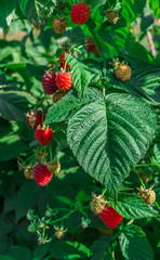 organic ripe red raspberries on the bush, cultivation, garden,food