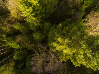Aerial view: Forest in autumn
