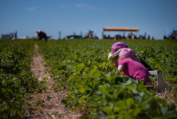 Small children dressed in pink picking strawberries in a field