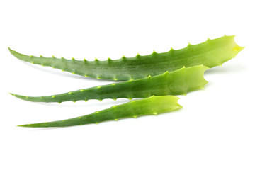 Aloe vera leaf isolated closeup.