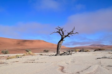 Fototapeta premium Namibia - Baum - Wüste - Fernsicht - Landschaft