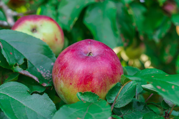 Apple garden full of riped red apples