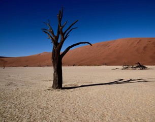 Fototapeta na wymiar Namibia - Baum - Wüste - Fernsicht - Landschaft