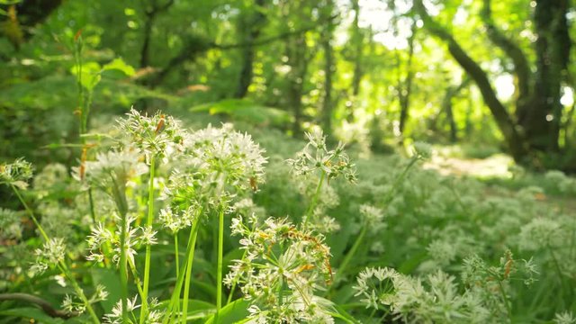 Footage Of Fresh White Flowers Blooming In Forest