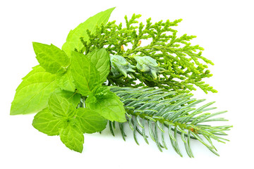 Plant mint with spruce branches and fir closeup.