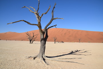 Namibia - Baum - Wüste - Fernsicht - Landschaft