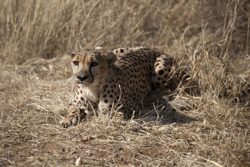 Gepard © Ursula