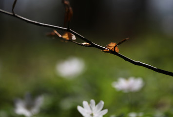 Single leaf