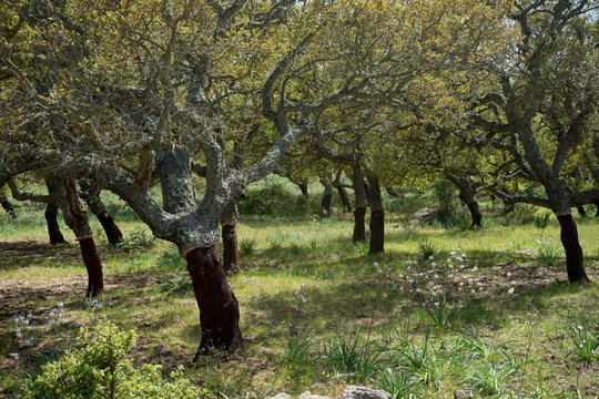 Korkeichen in Sardinien, Italien