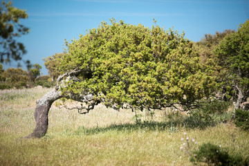 Fototapeta premium Korkeichen in Sardinien, Italien