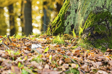 dry autumn leaves on the grass in the park