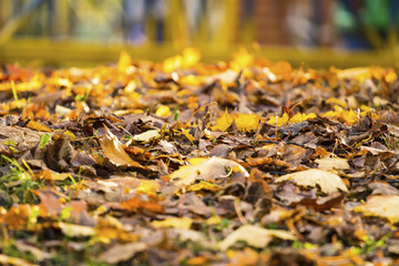 dry autumn leaves on the grass in the park