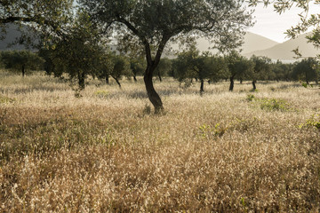 Olivenplantagen in Sardinien, Italien