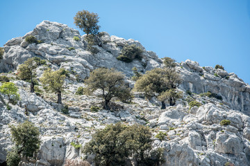 Olivenhaine in Sardinien, Italien