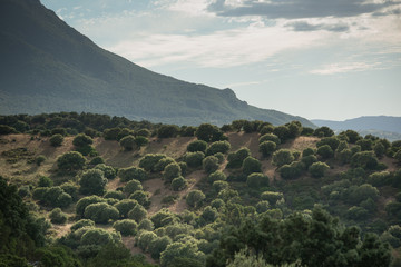 Olivenhaine in Sardinien, Italien