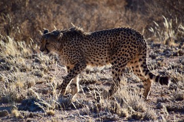 Wild lebende Tiere - Gepard - Wüste