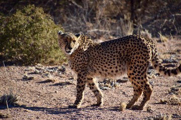 Fototapeta na wymiar Gepard - Wüste - Wild lebende Tiere