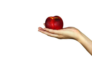 peaches in female hand, isolated on white background, fresh juicy tasty red and yellow  