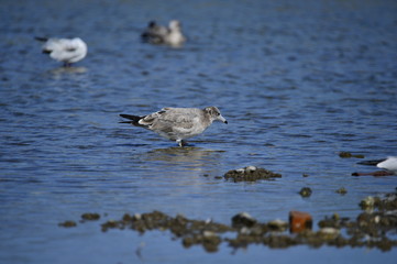 The sea bird