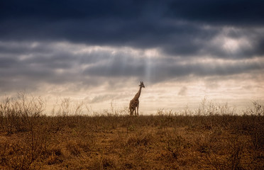 Fototapeta na wymiar Giraf in the savannah