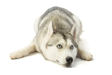 Siberian Husky lying