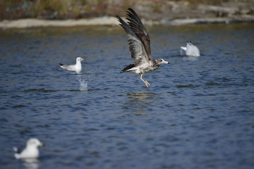 The sea bird