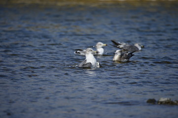 The sea bird