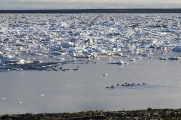 The Arctic Ocean covered with ice to the horizon