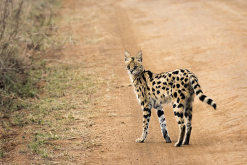 serval