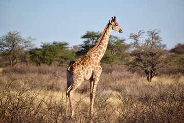 Naklejka na ściany i meble Giraffen - Afrika - Wüste