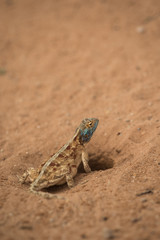 ground_agama_2