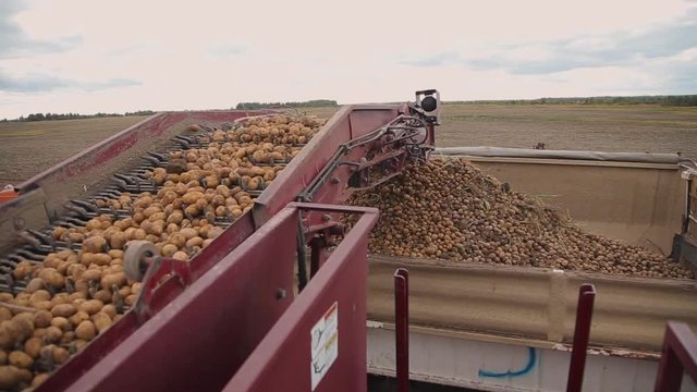 mechanized harvesting of potatoes