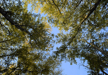 View from the bottom up in a forest of silver poplars. Background of the sky and trees. Autumn in the forest.