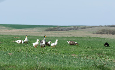 Many domestic ducks on a meadow
