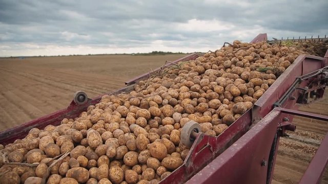 potatoes on conveyor belt potato harvester