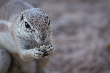 ground_squirrel_1