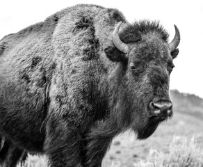 Power: Bison in Yellowstone
